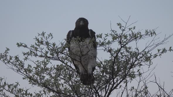 Martial Eagle in a tree at Khaudum National Park