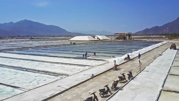 Workers Gather Salt from Fields with Wide Shovels