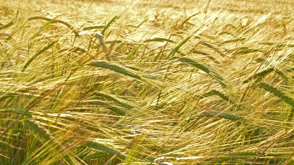 Field of Ripe Wheat,