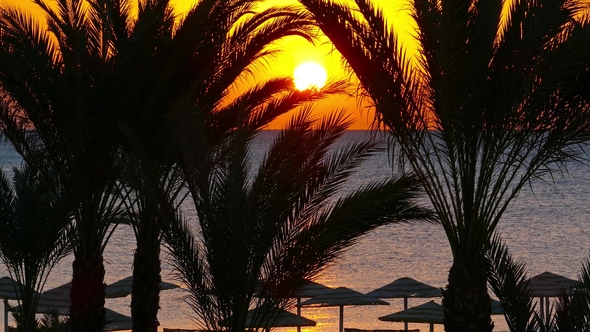 Palms and Sunrise Over Sea,