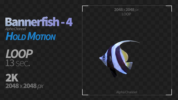 Bannerfish 4