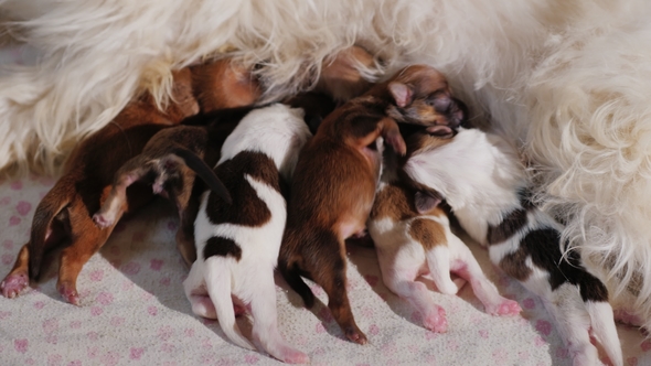 Many Small Puppies Enthusiastically Eat Mother's Milk