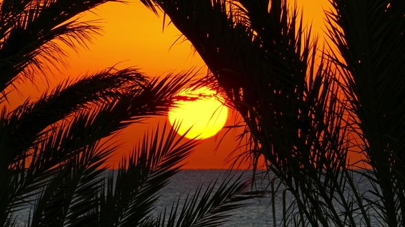 Palms and Sunrise Over Sea,