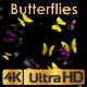 Butterflies Arrived - VideoHive Item for Sale
