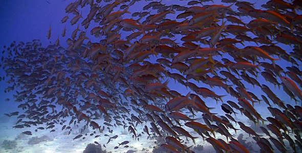 Shoal Of Fish On The Coral Reef