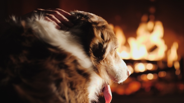 A Cozy House with a Favorite Pet. The Dog Looks at the Fire in the Fireplace, the Owner's Hand