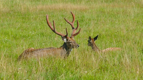 Male and Female Sika Deer Lying in the Grass,