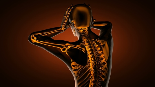 Human Bones Radiographic Scan alt