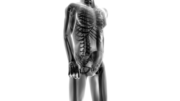 Human Bones Radiographic Scan alt