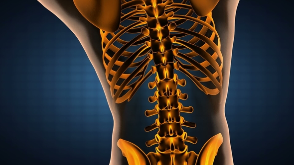 Human Bones Radiographic Scan alt