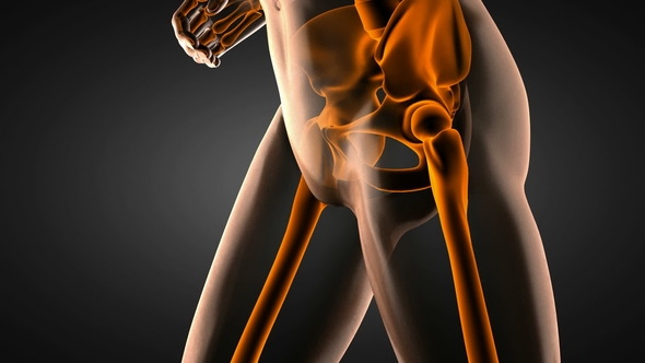 Human Bones Radiographic Scan alt