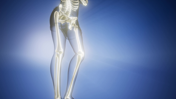 Human Bones Radiographic Scan alt