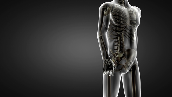 Human Bones Radiographic Scan alt