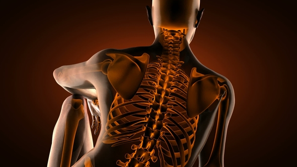 Human Bones Radiographic Scan alt