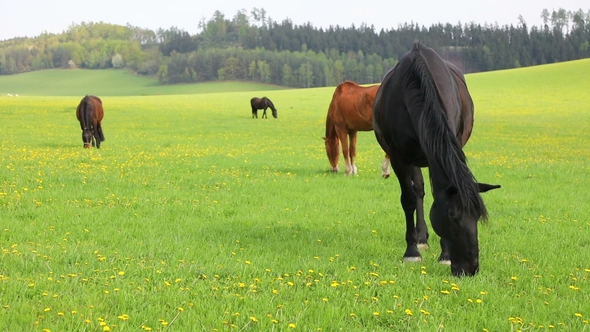 Horses Eat Spring Grass in a Field