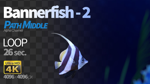 Bannerfish 2