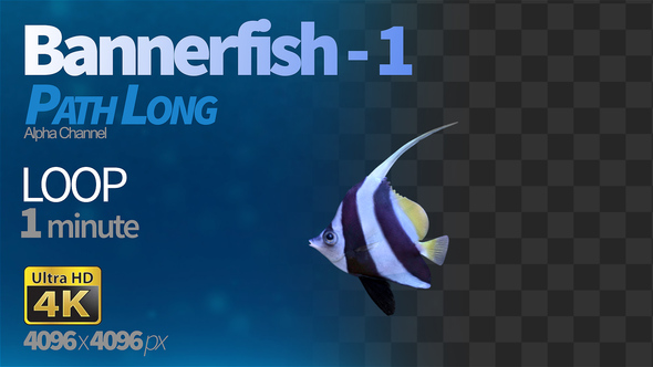 Bannerfish 1