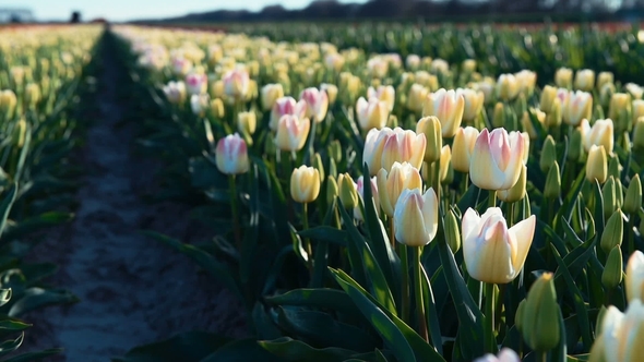 Field with Many Tulips, Alkmaa, Holland