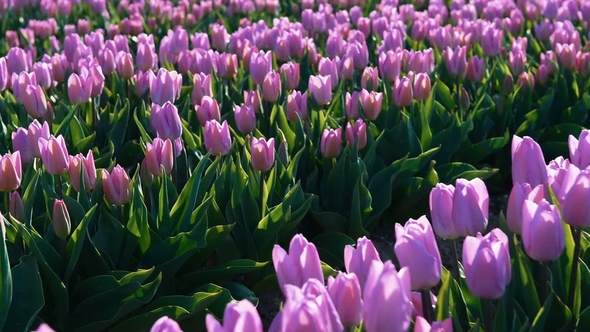 Tulips Farm Near the Rutten Town. Beautiful Morning Scenery in Netherlands, Europe