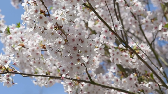 White and Pink Apple Blossom Under Blue Sky