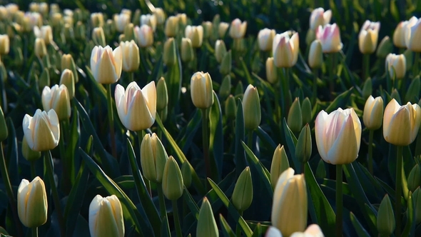 Field with Many Tulips, Alkmaa, Holland