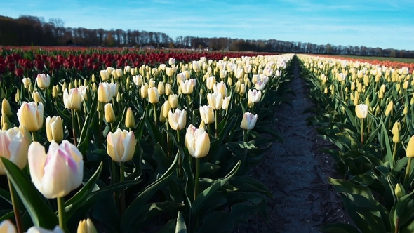 Field with Many Tulips, Alkmaa, Holland