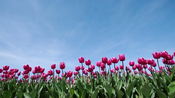 Tulips Farm Near the Rutten Town. Beautiful Morning Scenery in Netherlands, Europe