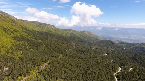 Mountain and Forest