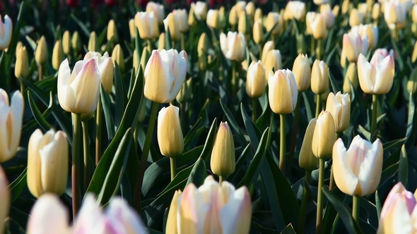 Field with Many Tulips, Alkmaa, Holland