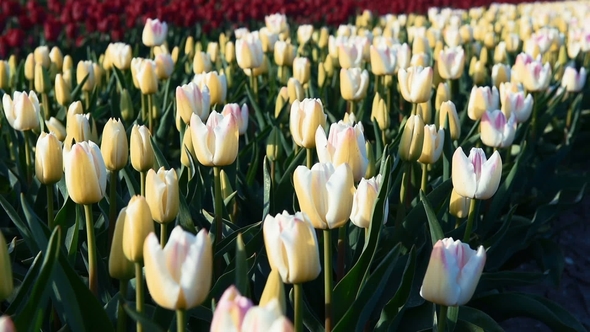 Field with Many Tulips, Alkmaa, Holland