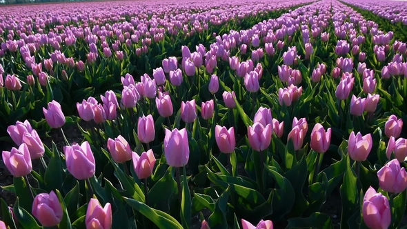 Tulips Farm Near the Rutten Town. Beautiful Morning Scenery in Netherlands, Europe