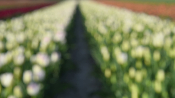 Field with Many Tulips, Alkmaa, Holland