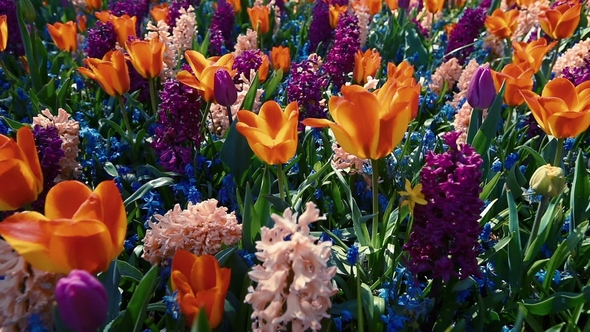 Tulips Farm Near the Rutten Town. Beautiful Morning Scenery in Netherlands, Europe