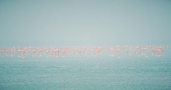 Pink Flamingo Birds at Sambhar Salt Lake in Rajasthan. India