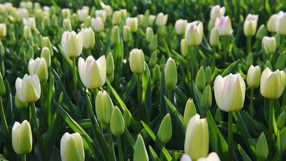 Field with Many Tulips, Alkmaa, Holland