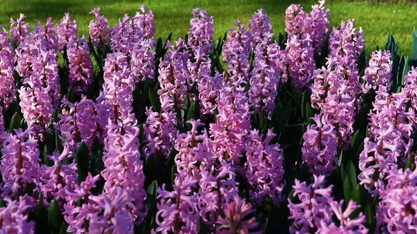 Lots of Nice Pink Hyacinths Enjoying Sunny Day