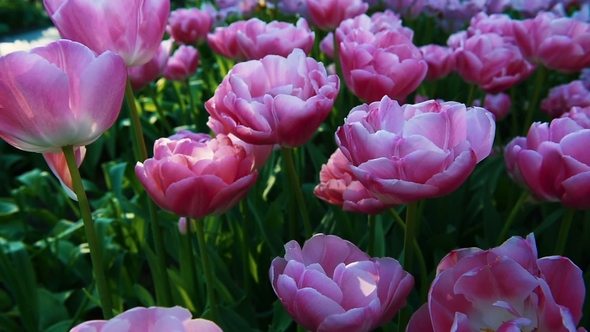 Tulips at the End of Spring Swaying in Breeze