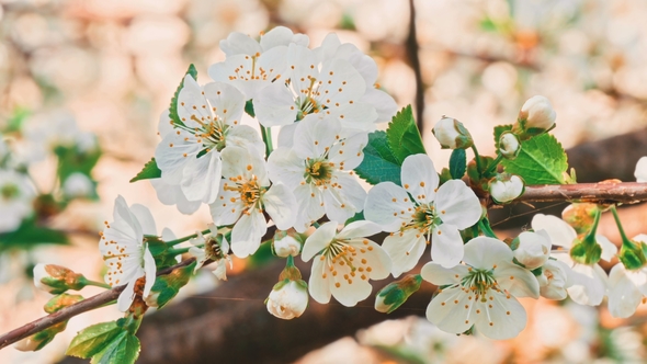 White Flowers of the Cherry Blossoms