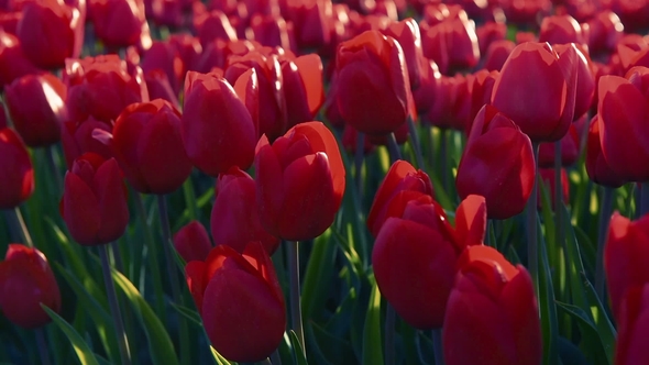 Tulips Farm Near the Rutten Town. Beautiful Morning Scenery in Netherlands, Europe