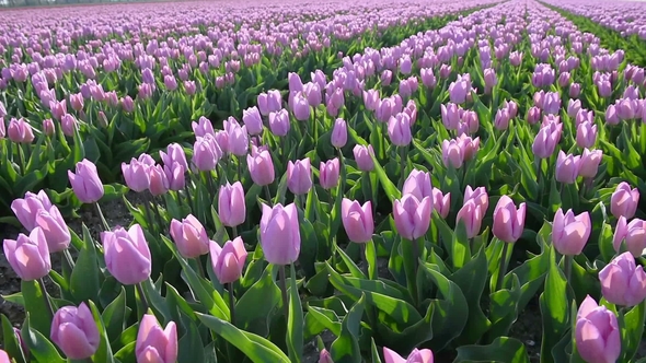 Tulips Farm Near the Rutten Town. Beautiful Morning Scenery in Netherlands, Europe