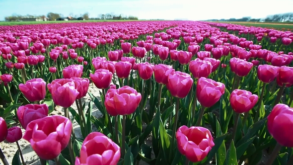 Tulips Farm Near the Rutten Town. Beautiful Morning Scenery in Netherlands, Europe