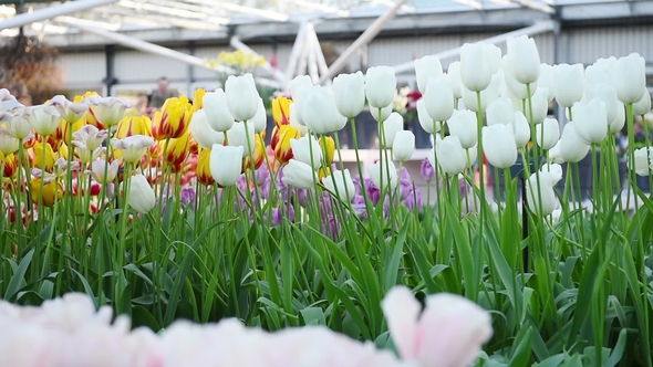 Field with Many Tulips, Alkmaa, Holland