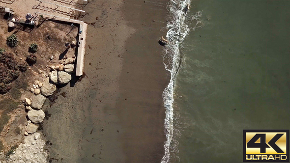 Dog Running On Beach From Above