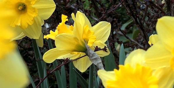 Daffodil Garden IV - Pack Of 7