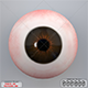 Human Eye 3D Model - 3DOcean Item for Sale