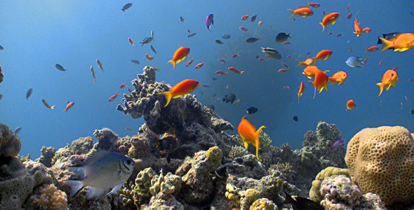 Colorful Fish On Coral Reef