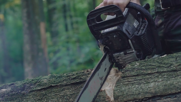 Sawing the Tree with Chainsaw. Slowly