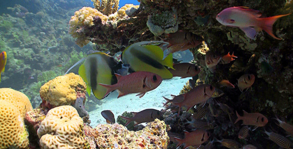 Bannerfish On Coral Reef