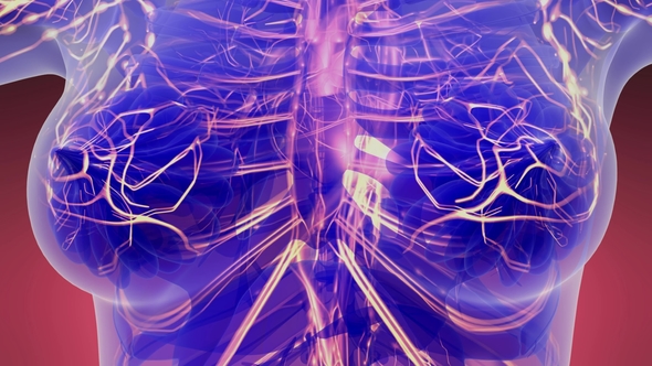 Human Body with Glow Blood Vessels alt