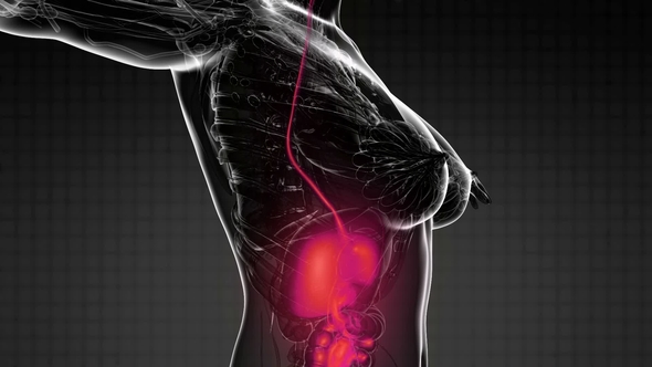 Human Body with Visible Digestive System alt